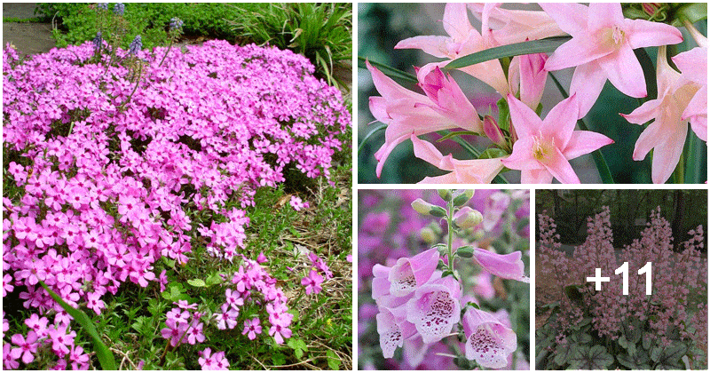 15 Beautiful Pink Perennial Flowers