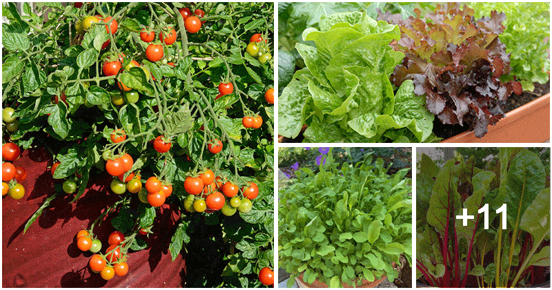 15 Most Productive Vegetables for Pot and Container Gardens