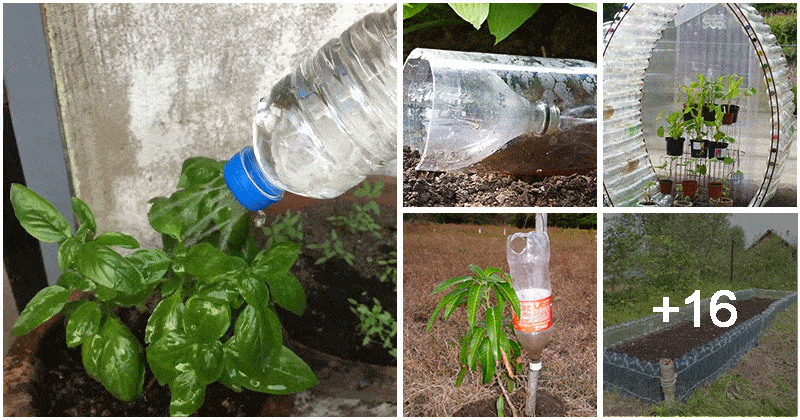 21 Creative Plastic Bottle Ideas for Garden and Backyard