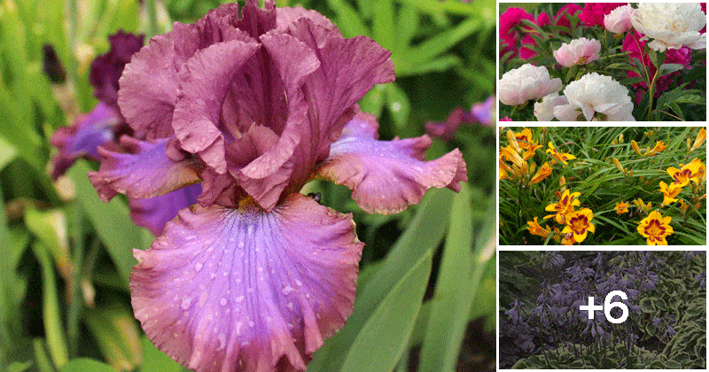 10 Perennial Flowers That Should Be Cut Back in Fall Season