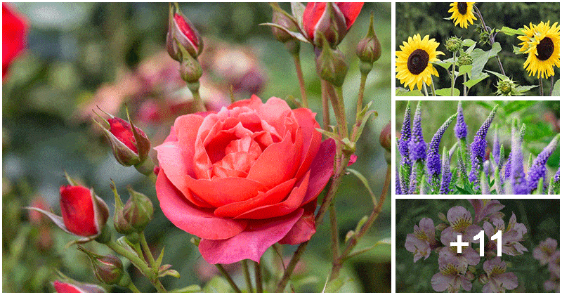15 Best Beautiful Cut Flower Varieties To Grow In Your Garden