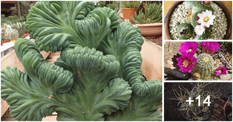 18 Strange Cactus Plants That You Can Grow