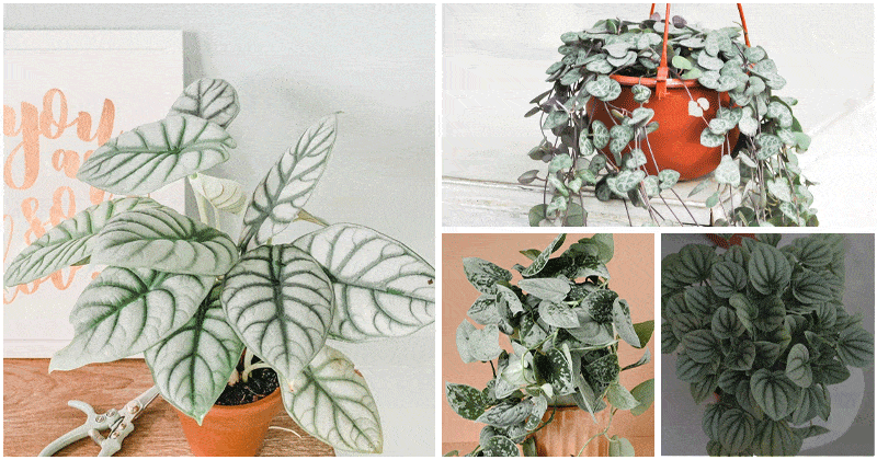 5 Stunning Indoor Plants with Silver Foliage