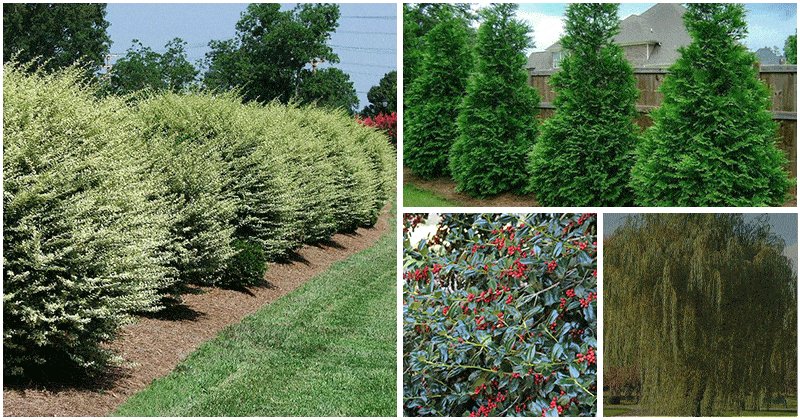 6 Fast-growing Trees That You Can Grow For A Natural Privacy Screen