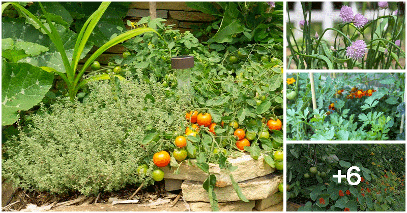 10 Herbs to Grow Near Tomato Plants