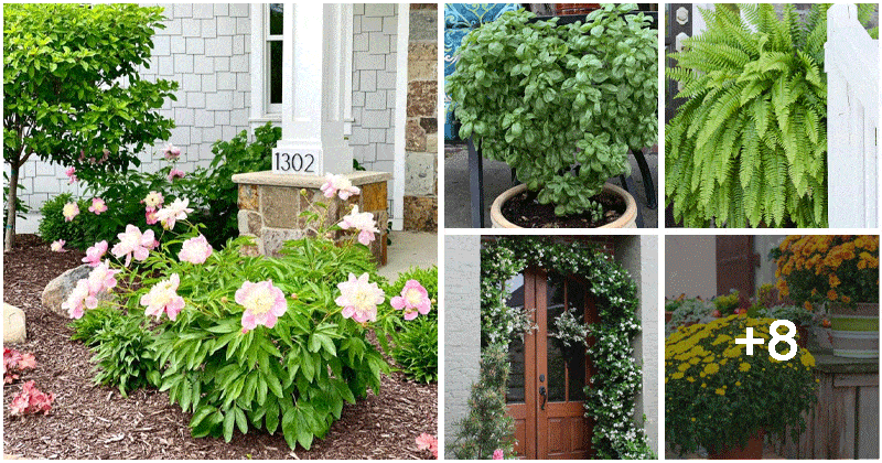 13 Beautiful Plants for Front Doors With Spirit Values