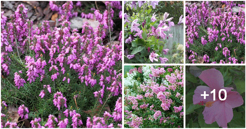 15 Popular Bushes With Pink Flowers To Grow In Yard