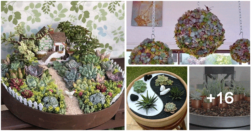 20 DIY Cool Small Indoor Succulent Gardens