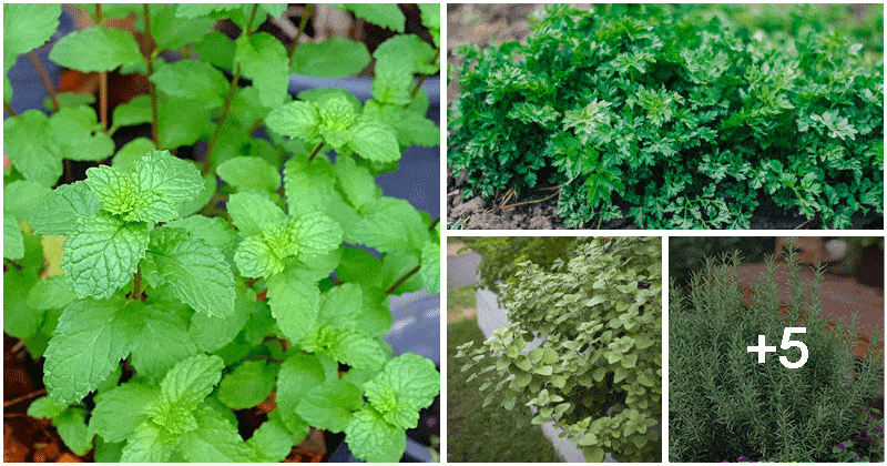 9 Familiar Herbs That You Can Grow In Fall