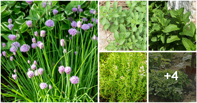 9 Heat-loving Herbs For Sunny Gardens