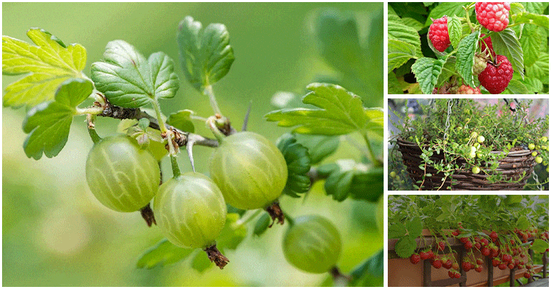 Best Berry Varieties That Grow On Balcony