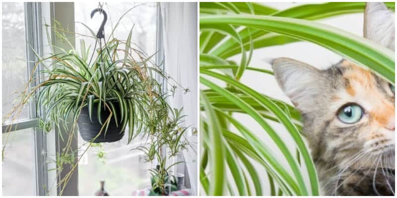 7 Incredible Spider Plant Benefits