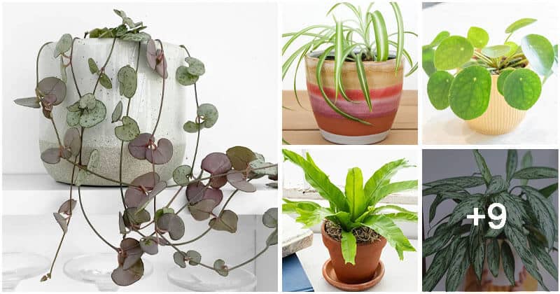 14 Houseplants That Can Grow Well On Top Of Your Refrigerator