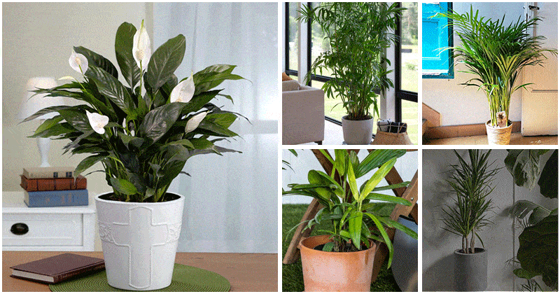 5 Best Houseplants For Anti-Allergy Indoor Gardens