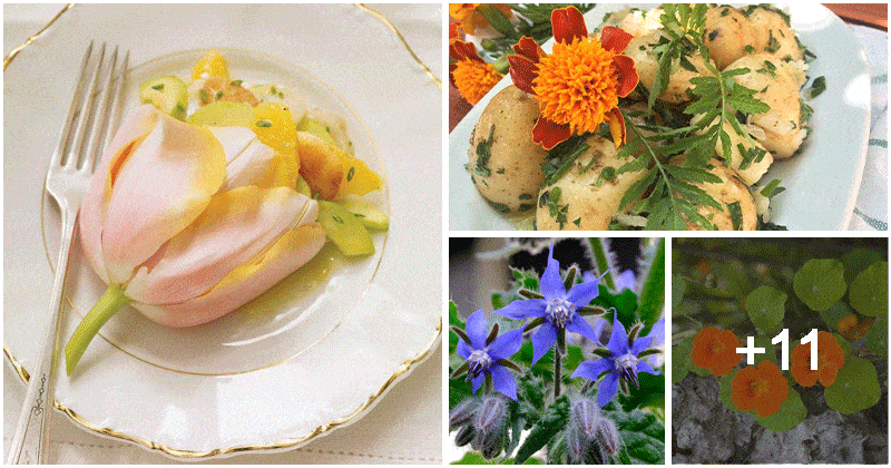 15 Popular Flowers That You Can Use To Cook