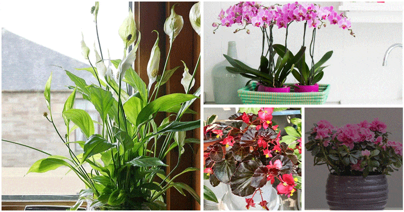 6 Beautiful Flowering Houseplants For Your Bathroom