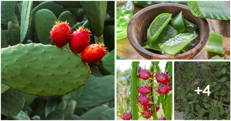 8 Succulents That You Can Eat