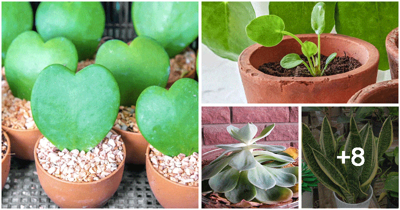 12 Indoor Plants That You Can Propagate From Leaves