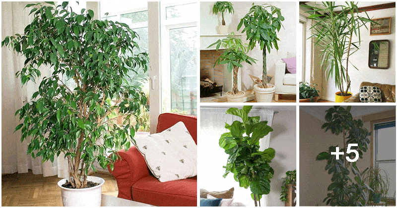 10 Beautiful Plants That Can Grow Big Indoors