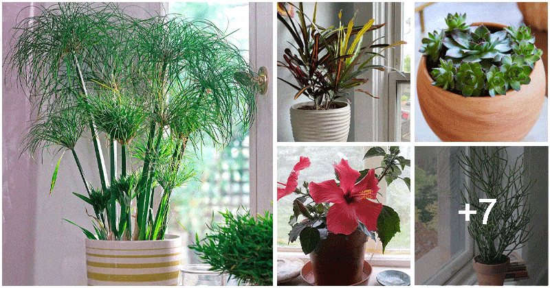 12 Best Window Plants To Liven Up Your Spaces