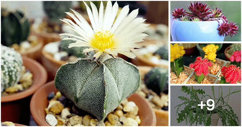 13 Low-maintenance Succulents And Cacti To Grow Indoors