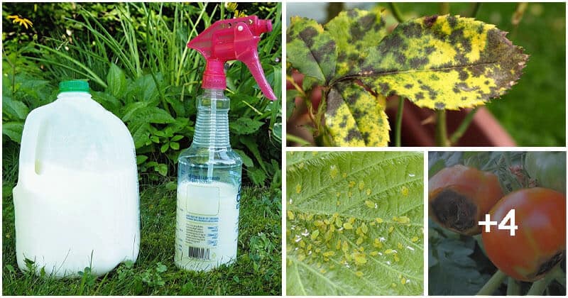 8 Amazing Leftover Milk Uses For Your Garden