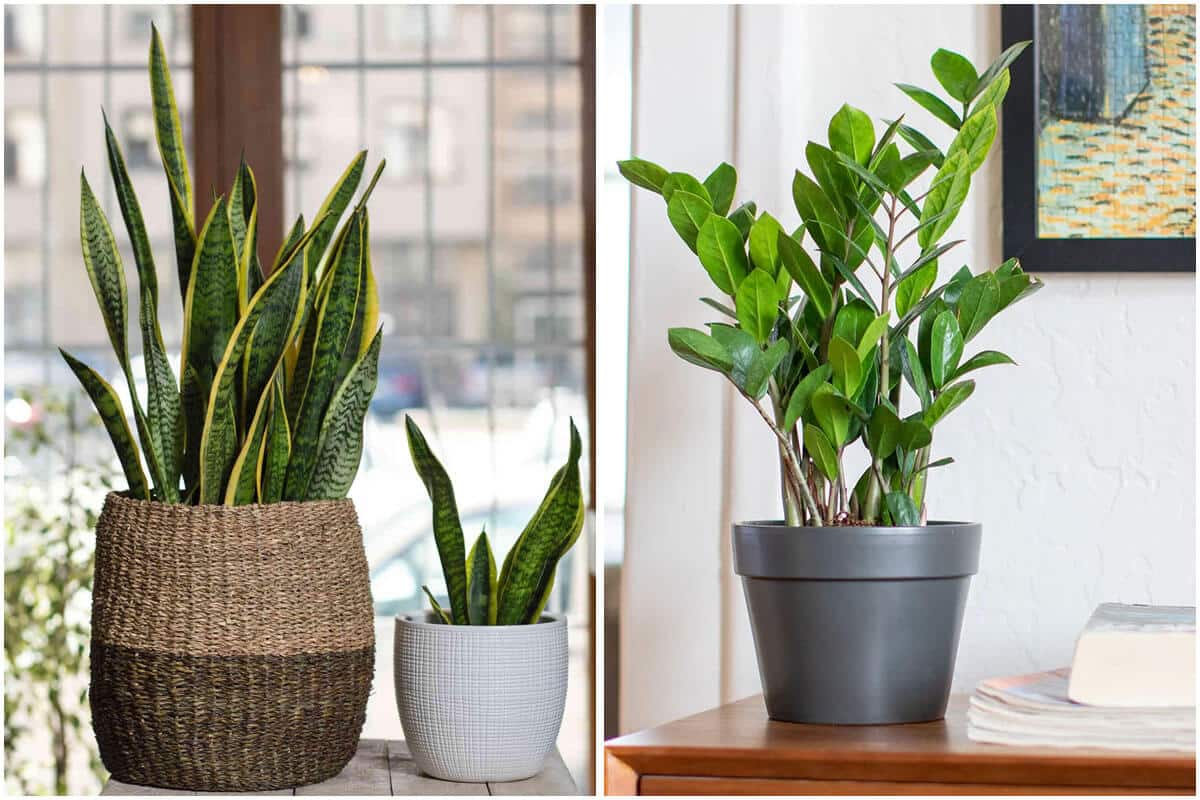 6 Best Houseplants To Place In Your Office