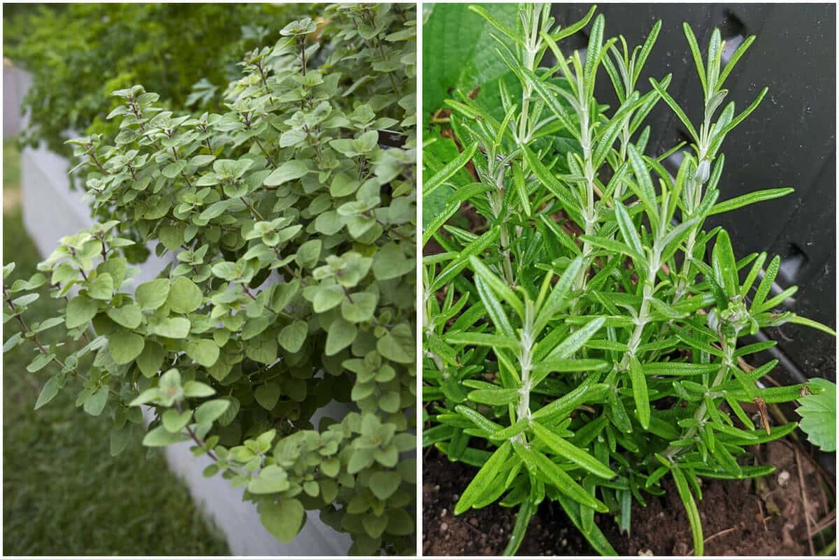 13 Popular Herbs That Actually Grow Best In Shade