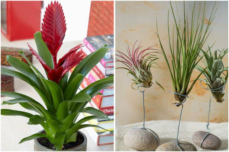 Best Bromeliad Types That You Can Grow Easily In The Home