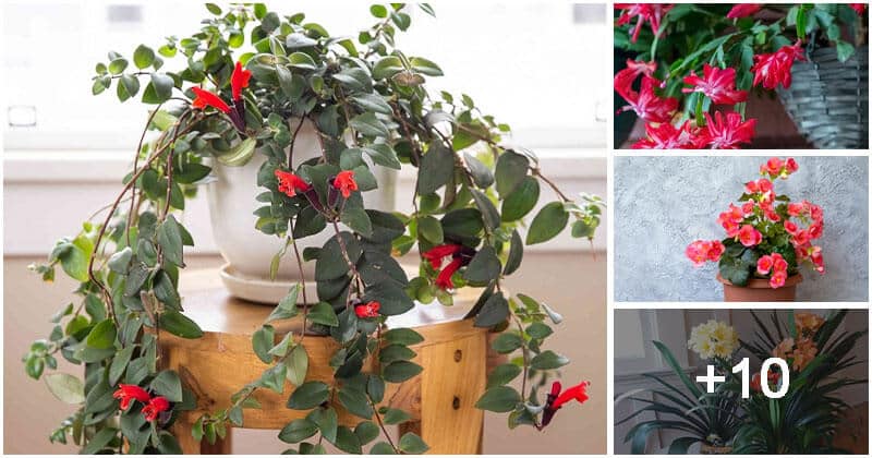 14 Beautiful Indoor Flowers You Can Grow During Winter Days