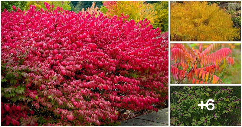 10 Best Stunning Plants For Fall Season